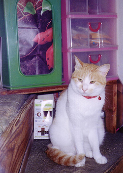 https://www.herzbag-jp.live/blog/oldblog/pictures/cats0121.jpg