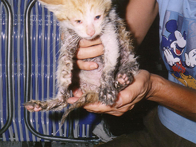 https://www.herzbag-jp.live/blog/oldblog/pictures/cats01213.jpg