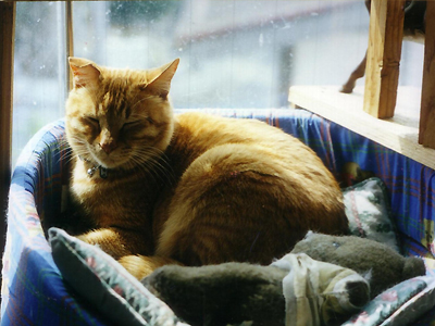 https://www.herzbag-jp.live/blog/oldblog/pictures/gottsu_cat.jpg