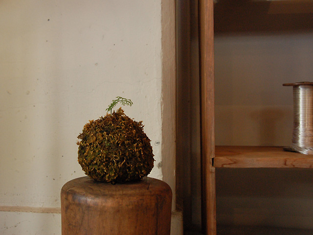 苔玉にシダの