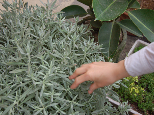 いいにおい