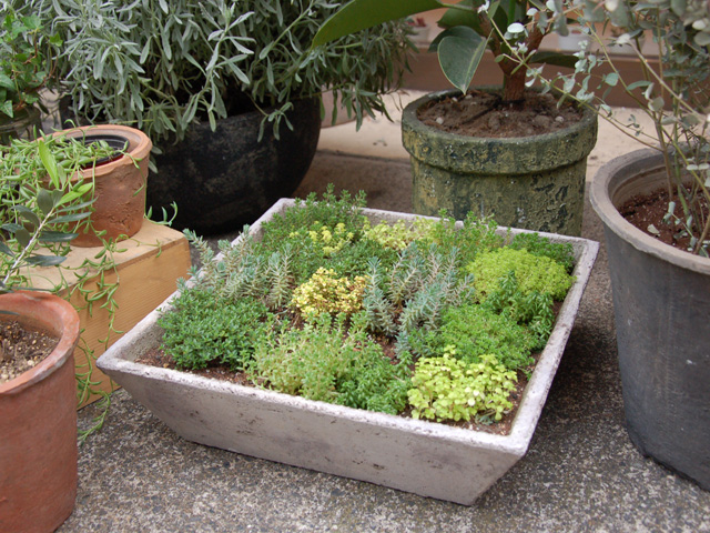 寄せ植え