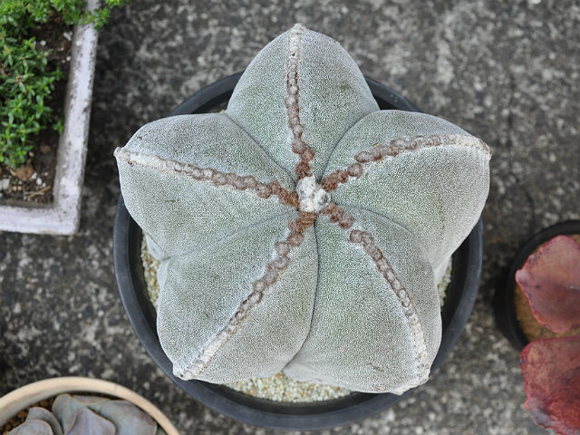 星型