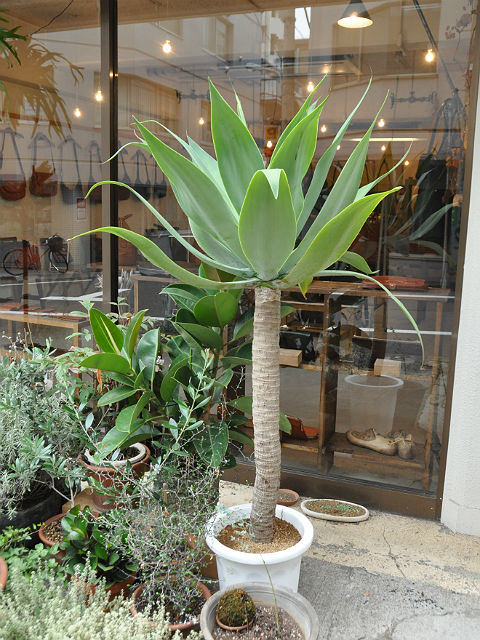 植物