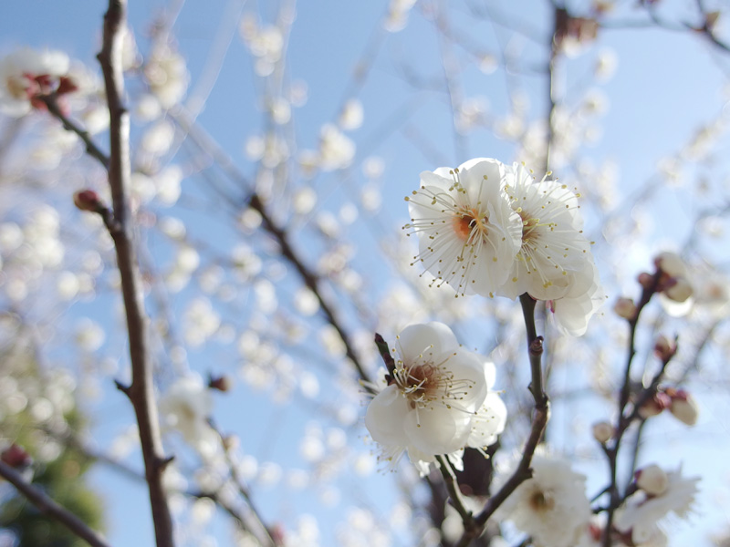 梅の花