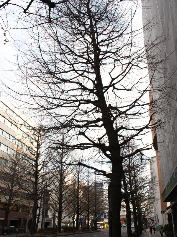 1寒い仙台