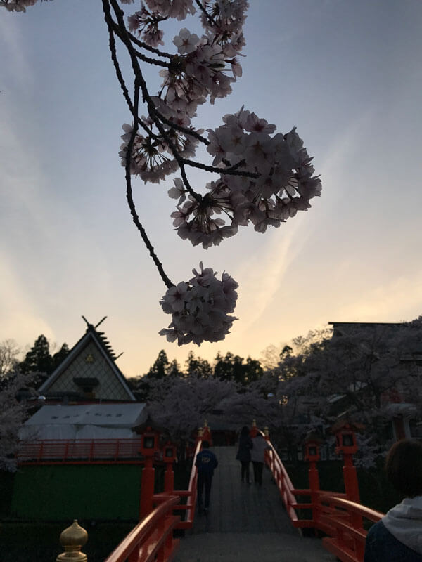 御嶽山 桜