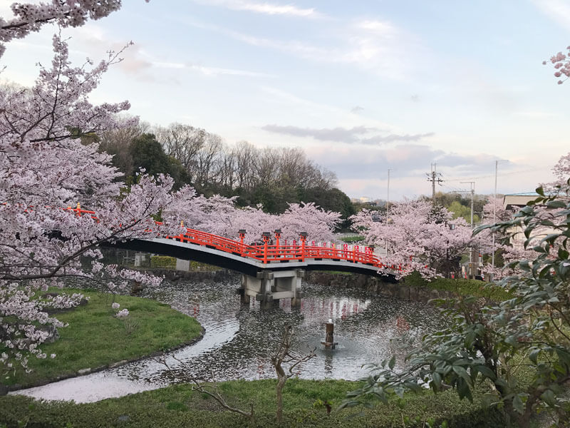 御嶽山 桜