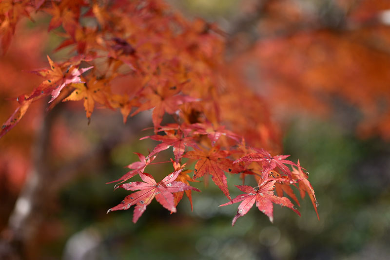 香嵐渓の紅葉2