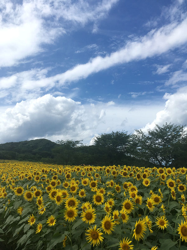ひまわり畑